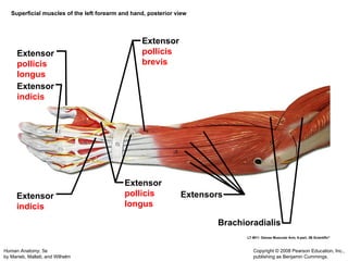 Muscular System Updated that includes detailed slides of the muscles | PPT