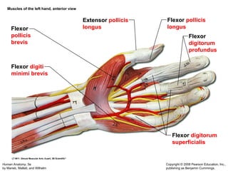 Muscular System Updated that includes detailed slides of the muscles | PPT