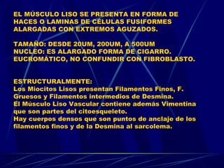 EL MÚSCULO LISO SE PRESENTA EN FORMA DE
HACES O LAMINAS DE CÉLULAS FUSIFORMES
ALARGADAS CON EXTREMOS AGUZADOS.
TAMAÑO: DESDE 20UM, 200UM, A 500UM
NUCLEO: ES ALARGADO FORMA DE CIGARRO.
EUCROMÁTICO, NO CONFUNDIR CON FIBROBLASTO.
ESTRUCTURALMENTE:
Los Miocitos Lisos presentan Filamentos Finos, F.
Gruesos y Filamentos intermedios de Desmina.
El Músculo Liso Vascular contiene además Vimentina
que son partes del citoesqueleto.
Hay cuerpos densos que son puntos de anclaje de los
filamentos finos y de la Desmina al sarcolema.
 