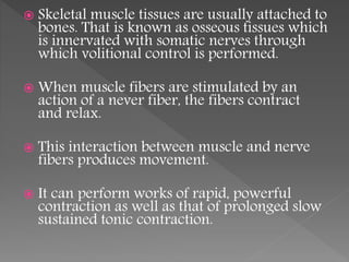  Skeletal muscle tissues are usually attached to 
bones. That is known as osseous tissues which 
is innervated with somatic nerves through 
which volitional control is performed. 
 When muscle fibers are stimulated by an 
action of a never fiber, the fibers contract 
and relax. 
 This interaction between muscle and nerve 
fibers produces movement. 
 It can perform works of rapid, powerful 
contraction as well as that of prolonged slow 
sustained tonic contraction. 
 