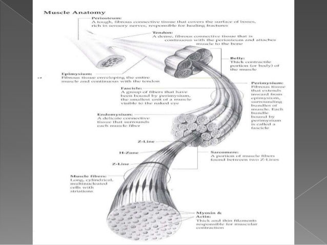 Know about Muscular tissue