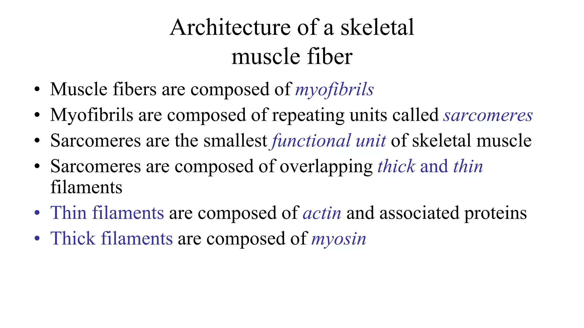 Architecture of a skeletal
muscle fiber
• Muscle fibers are composed of myofibrils
• Myofibrils are composed of repeating units called sarcomeres
• Sarcomeres are the smallest functional unit of skeletal muscle
• Sarcomeres are composed of overlapping thick and thin
filaments
• Thin filaments are composed of actin and associated proteins
• Thick filaments are composed of myosin
 