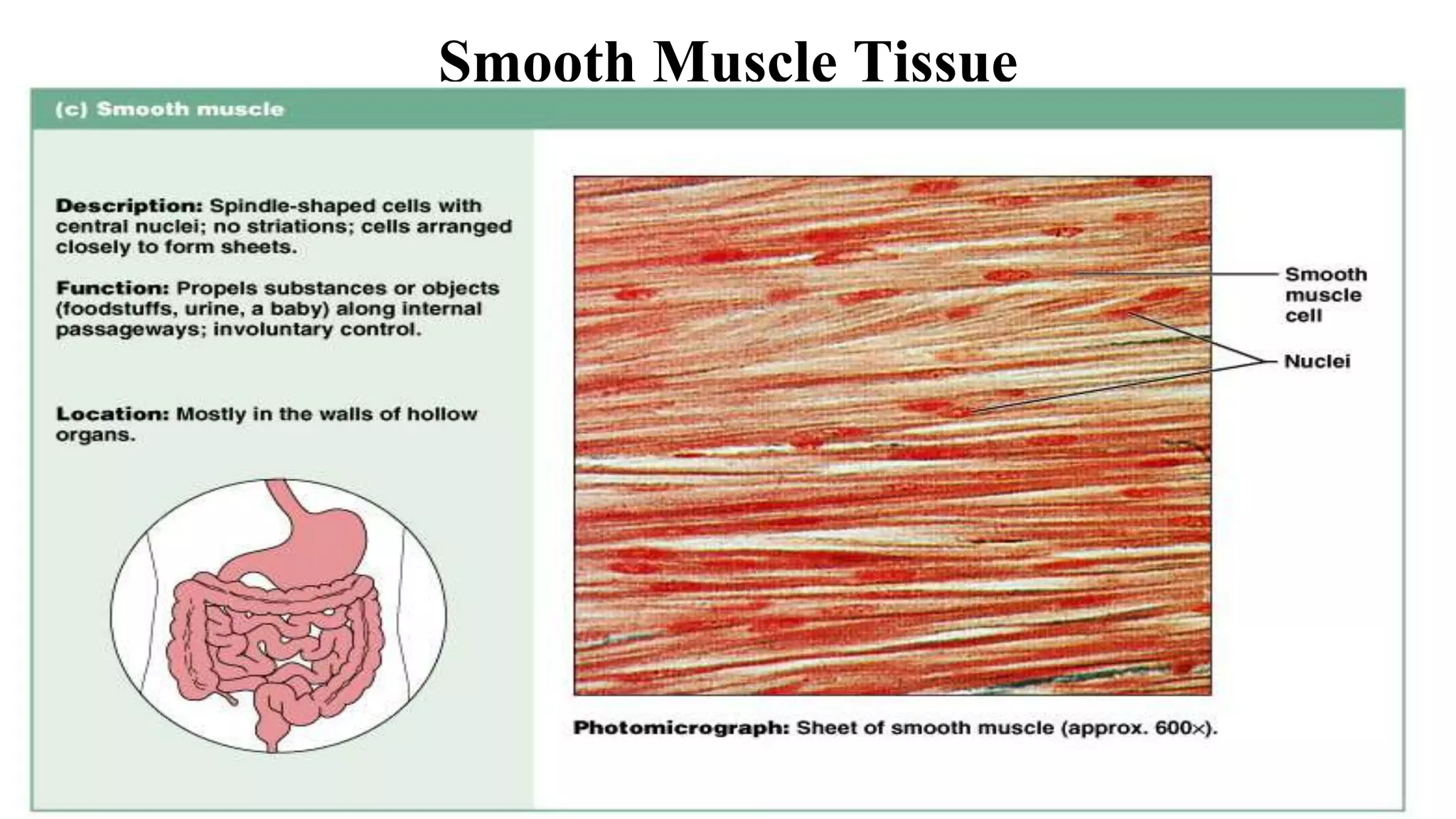 Smooth Muscle Tissue
Figure 4.14c
 