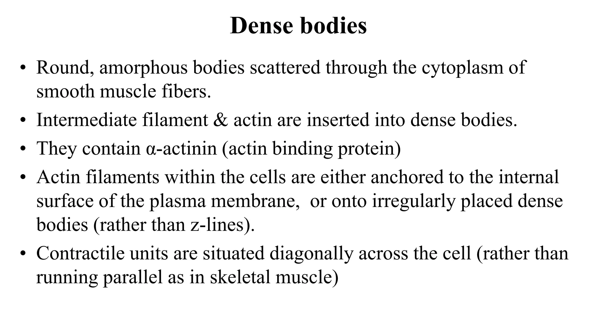 Dense bodies
• Round, amorphous bodies scattered through the cytoplasm of
smooth muscle fibers.
• Intermediate filament & actin are inserted into dense bodies.
• They contain α-actinin (actin binding protein)
• Actin filaments within the cells are either anchored to the internal
surface of the plasma membrane, or onto irregularly placed dense
bodies (rather than z-lines).
• Contractile units are situated diagonally across the cell (rather than
running parallel as in skeletal muscle)
 