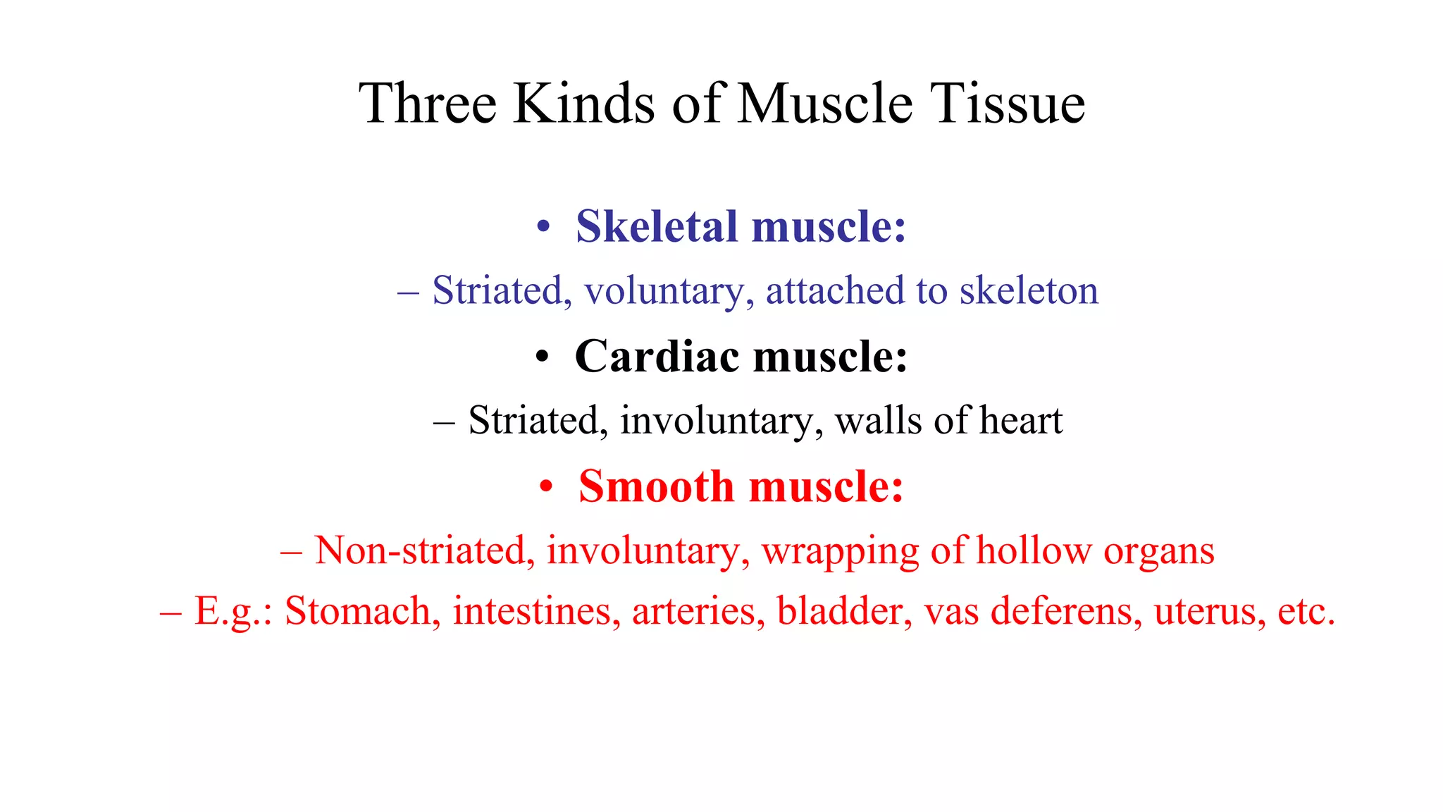 Three Kinds of Muscle Tissue
• Skeletal muscle:
– Striated, voluntary, attached to skeleton
• Cardiac muscle:
– Striated, involuntary, walls of heart
• Smooth muscle:
– Non-striated, involuntary, wrapping of hollow organs
– E.g.: Stomach, intestines, arteries, bladder, vas deferens, uterus, etc.
 