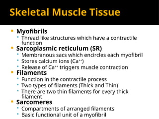 Muscle Thread muscular tissue.- structure & Functionppt | PPTX