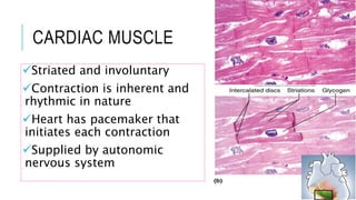 Heart Involuntary Muscular tissue Histology | PPTX