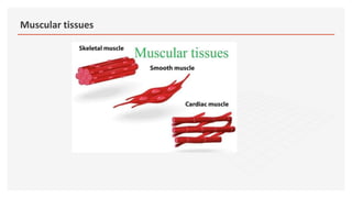 Muscular tissues
 