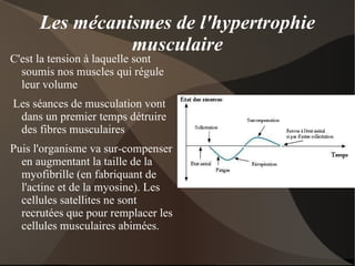 C'est l'intensité de l'entraînement, cad notre capacité à produire le plus de répétitions possible avec un poids lourd, qui développe cette capacité. 
