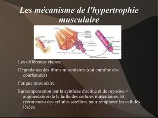 Le travail en plyométrie joue lui aussi un rôle important pour augmenter la puissance de l'influx nerveux 