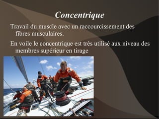 Puis l'organisme va sur-compenser en augmentant la taille de la myofibrille (en fabriquant de l'actine et de la myosine). Les cellules satellites ne sont recrutées que pour remplacer les cellules musculaires abimées.  