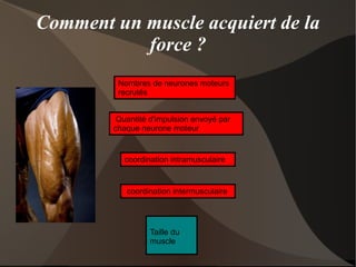 Pour obtenir ce résultat trois notions fondamentales sont à respecter: 1/ Une augmentation progressive de la charge de travail. 2/ La mise ne place d’un temps de récupération suffisant entre chaque séance d’entraînement 3/Un apport alimentaire spécifique suffisant pour permettre aux muscles de se remodeler. L’application de ces trois règles paraît fondamentale. Le non respect d’une d’entre-elles conduira le sportif à la blessure ou à la sur-sollicitation 