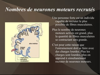 Comment un muscle acquiert de la force ? Nombres de neurones moteurs recrutés Quantité d'impulsion envoyé par chaque neurone moteur coordination intramusculaire coordination intermusculaire Taille du muscle 