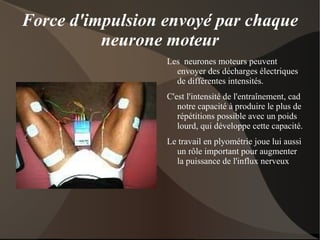 Nombres de neurones moteurs recrutés Une personne forte est un individu capable de recruter le plus possible de fibres musculaires. 
