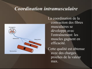 Plus le nombre de neurones moteurs activés est grand, plus la quantité de fibres musculaires se contractant sera grande. 
