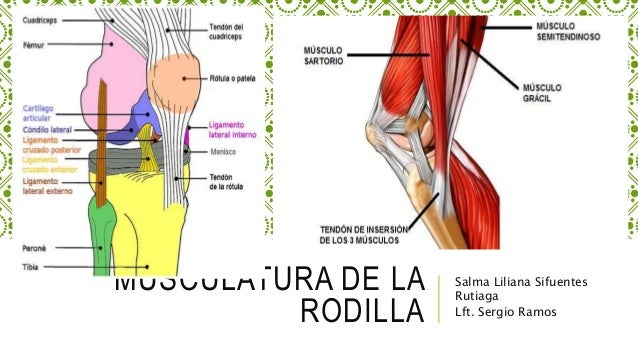 rodilla