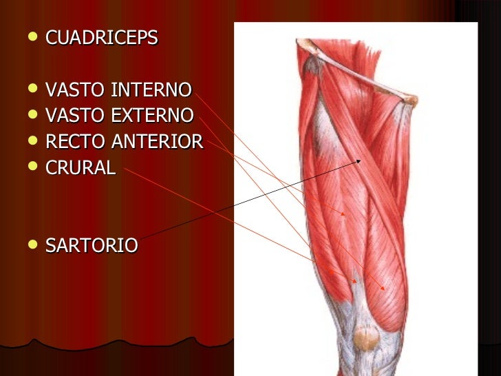 Vasto Lateral Vasto Medial Gastrocêmio E Sóleo São Músculos Localizados