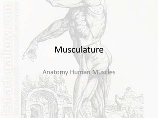 Musculature

Anatomy Human Muscles
 