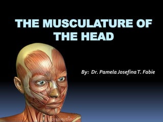THE MUSCULATURE OF
     THE HEAD


        By: Dr. Pamela Josefina T. Fabie
 