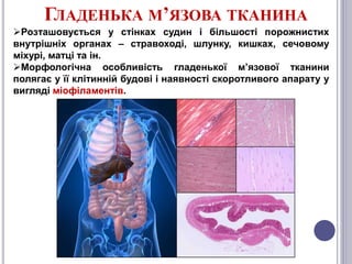 Histology of the Muscules