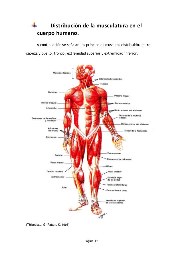 La osteocondrosis con el síndrome doloroso la táctica
