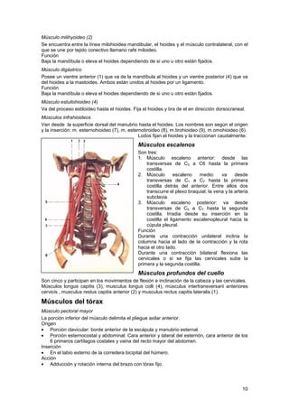 Musculo