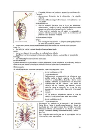 Musculo