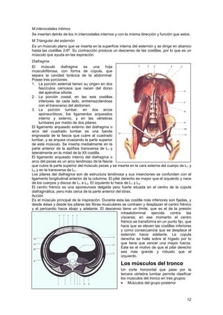 Musculo