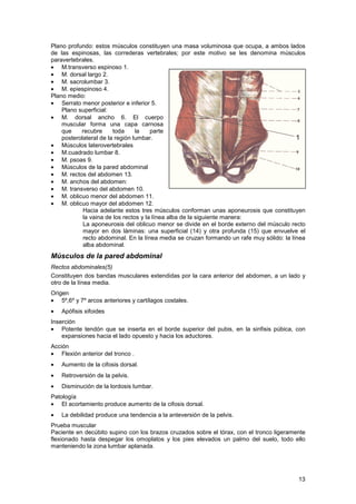 Musculo