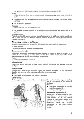 Musculo