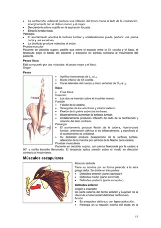 Musculo
