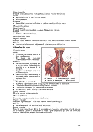 Musculo