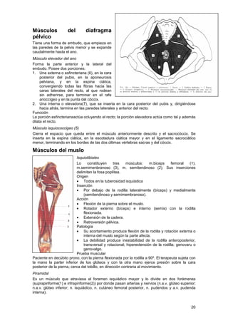 Musculo