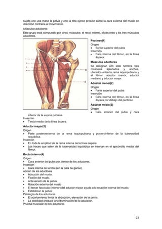 Musculo