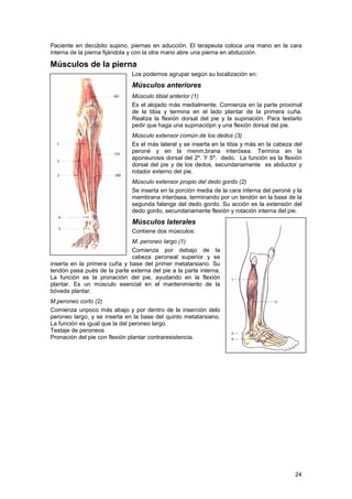 Musculo