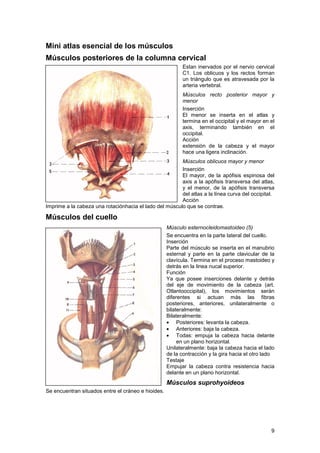 Musculo