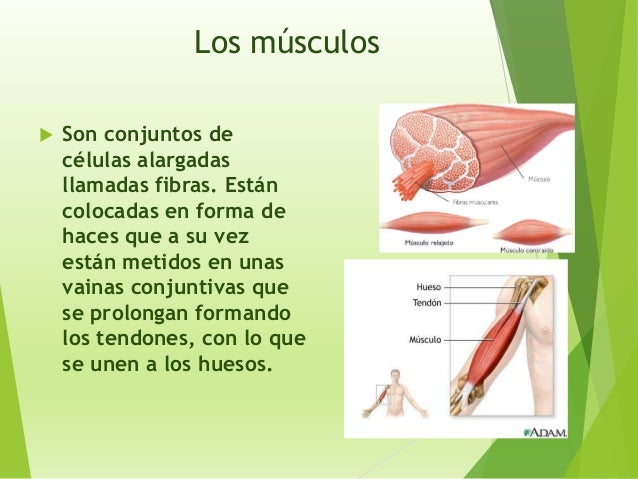 Musculo