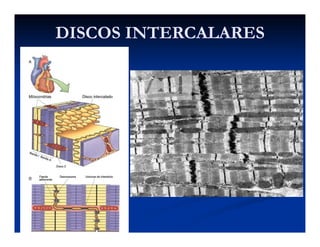 DISCOS INTERCALARESDISCOS INTERCALARES
 