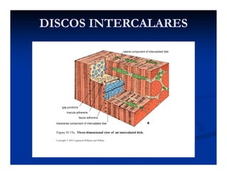 DISCOS INTERCALARESDISCOS INTERCALARES
 