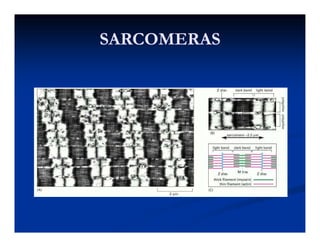 SARCOMERASSARCOMERAS
 
