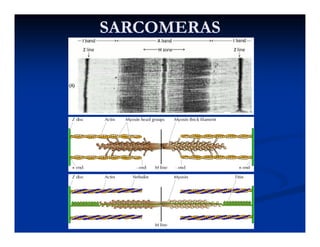 SARCOMERASSARCOMERAS
 