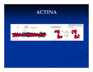 ACTINAACTINAACTINAACTINA
 