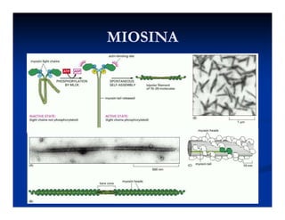 MIOSINAMIOSINAMIOSINAMIOSINA
 