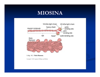 MIOSINAMIOSINAMIOSINAMIOSINA
 