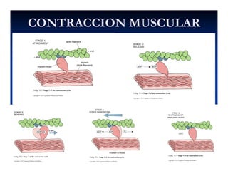 CONTRACCION MUSCULARCONTRACCION MUSCULAR
 