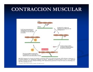 CONTRACCION MUSCULARCONTRACCION MUSCULAR
 
