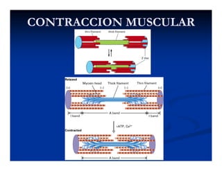 CONTRACCION MUSCULARCONTRACCION MUSCULAR
 