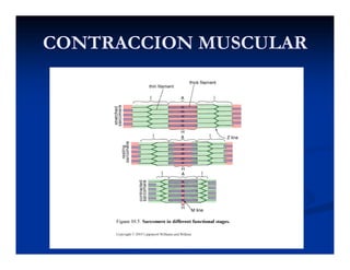 CONTRACCION MUSCULARCONTRACCION MUSCULAR
 