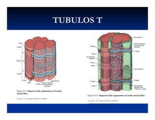 TUBULOS TTUBULOS TTUBULOS TTUBULOS T
 