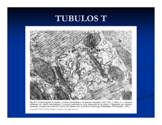 TUBULOS TTUBULOS T
 